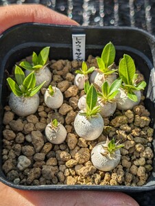 レウコキサンツム 11本セット 鉢ごと発送 実生 パキポディウム Pachypodium leucoxanthum