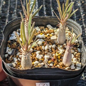 ② グラキリス 4本セット 鉢ごと発送 実生 パキポディウム Pachypodium graciliusの画像1