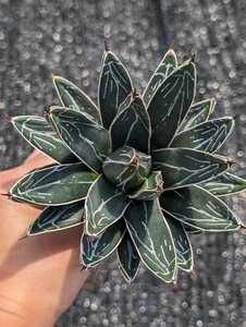 アガベ 笹の雪 ビクトリアレジーナ 抜き苗発送 実生 Agave Agave victoriae-reginae ssp. victoriae-reginae