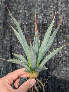 アガベ ユタエンシス 抜き苗発送 実生 Agave utahensis ssp. utahensis