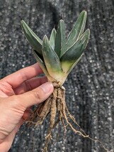 アガベ ニッケルシー 抜き苗発送 実生 Agave nickelsiae_画像7