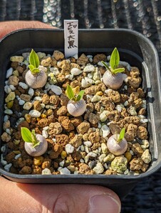 恵比寿大黒 5本セット 鉢ごと発送 実生 パキポディウム Pachypodium Densicaule デンシカウレ