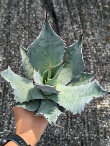 アガベ パリー トランカータ 抜き苗発送 実生 Agave parryi truncata