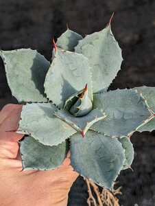 アガベ パリー トランカータ 抜き苗発送 Agave parryi truncata　※写真2枚目は兄弟株です