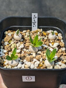 ① 恵比寿笑い 5本セット 鉢ごと発送 実生 パキポディウム ブレビカウレ Pachypodium brevicaule