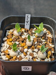 ② 恵比寿笑い 5本セット 鉢ごと発送 実生 パキポディウム ブレビカウレ Pachypodium brevicaule