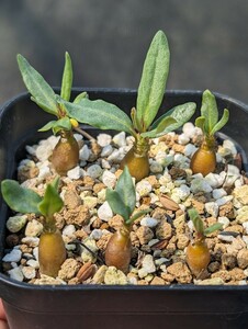 サキュレンタム 6本セット 鉢ごと発送 実生 パキポディウム Pachypodium succulentum