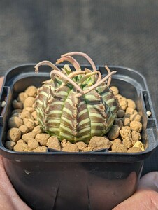 バリダ 鉢ごと発送 ユーフォルビア Euphorbia valida