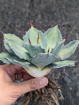 アガベ 吉祥天錦 抜き苗発送 Agave parryi_画像6