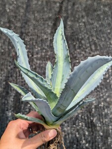 アガベ アメリカーナ エクスパンサ パリーダ レモンライム 抜き苗発送 Agave americana expansa pallida lemonlime