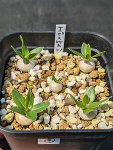 ③ 恵比寿笑い 5本セット 鉢ごと発送 実生 パキポディウム ブレビカウレ Pachypodium brevicaule