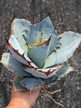 アガベ チタノタブルー 抜き苗発送 実生 Agave titanota Blue_画像7