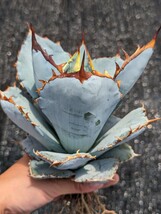 アガベ チタノタブルー 抜き苗発送 実生 Agave titanota Blue_画像6