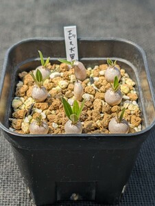 恵比寿大黒 8本セット 鉢ごと発送 実生 パキポディウム Pachypodium Densicaule デンシカウレ