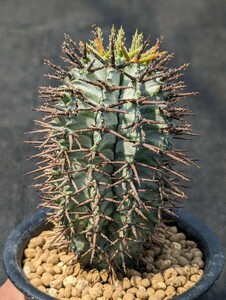 ゼブラホリダ 鉢ごと発送 ユーフォルビア Euphorbia horrida zebrina