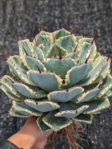 アガベ 吉祥冠錦 抜き苗発送 Agave　大苗