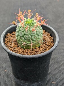 群星冠 鉢ごと発送 ユーフォルビア Euphorbia stellispina