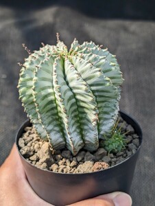  Hori da горшок .. отправка You fo рубин aEuphorbia horrida * фотография 2 листов глаз. родители АО. 