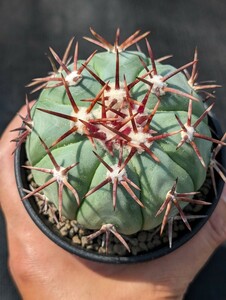 尖紅丸 実生 鉢ごと発送 エキノカクタス Echinocactus