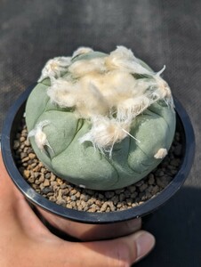 中本デフューサ 翠冠玉 鉢ごと発送 ロホホラ lophophora diffusa ロフォフォラ