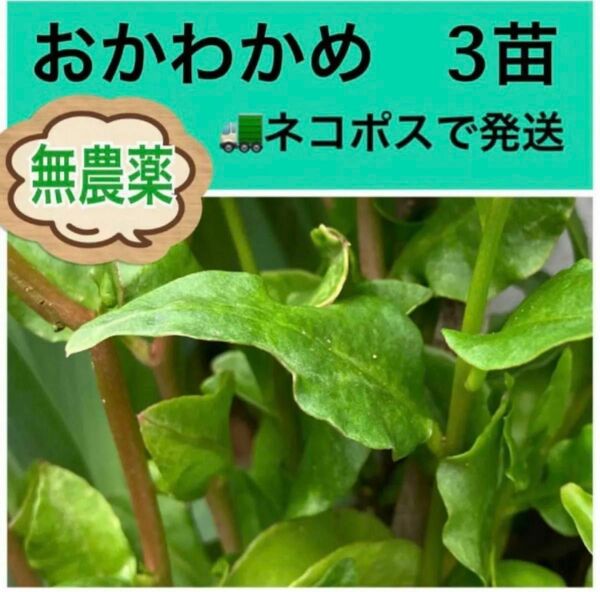 家庭菜園のおかわかめ（雲南百薬）3株です。