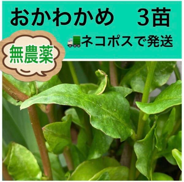 家庭菜園のおかわかめ（雲南百薬）3株です。