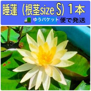 スイレン　根茎（sizeS）1本