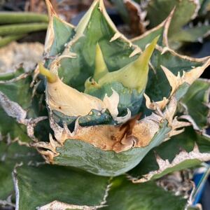  agave chitanotaAgave titanota Sierra Mixteca Extra White Thorn PUP