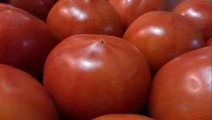 (^^♪... 熊本産、大きな『トマト』１箱3,5～4kg