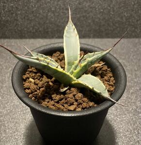  agave SkyWave la. Short leaf [ succulent plant |. root plant | cactus ]