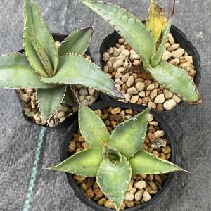 Agave アガベ 3品種セット parrasana パラサナ chrysantha クリサンサ megalodonta メガロドンタ