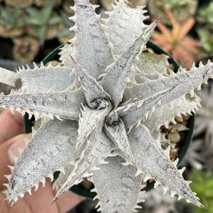 Dyckia 'BaphometHorns' × (choristaminea × dawsonii) #7 ディッキア バフォメットホーンズ × (コリスタミネア × ダウソニー) #7