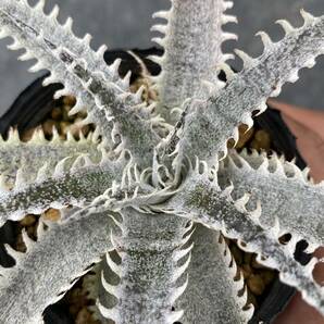 Dyckia 'Jaws' × 'BaphometHorns' #5 ディッキア ジョーズ × バフォメットホーンズ #5の画像5