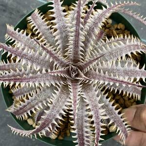 Dyckia 'Purple Silver Ball' ディッキア パープルシルバーボール