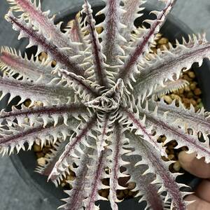 Dyckia 'Hades' ディッキア ハデス