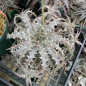 Dyckia goehringii Tropifrola clone ディッキア ゴエリンギー トロピフローラクローン