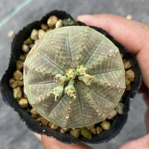 Euphorbia obesa ユーフォルビア オベサ 雄株