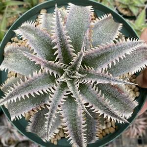 Dyckia Wasabiti Kia wasabi 