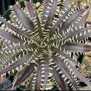 Dyckia 4th of July series #202 ディッキア 4ojs