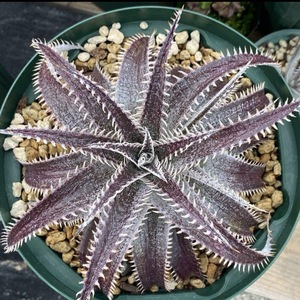 Dyckia Bill bakerti Kia Bill Baker 