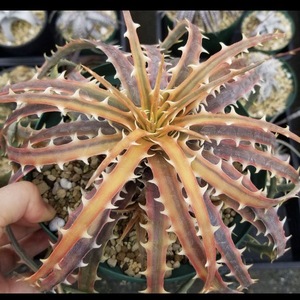 Dyckia 'samed Rtp' 'Andaman' ディッキア アンダマン