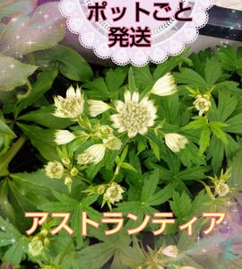 ＊＊Hydrangea＊＊アストランティア　ポットごと発送　苗　ホワイト系　白　宿根　ガーデン　耐寒性あり　ドライフラワーにも