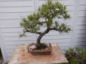 BONSAI Club * Japanese black pin (53.)*X-4