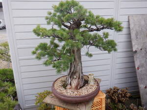 BONSAI Club finest quality goods *. leaf pine (74.* mountain ..*..80 year )*Y-10