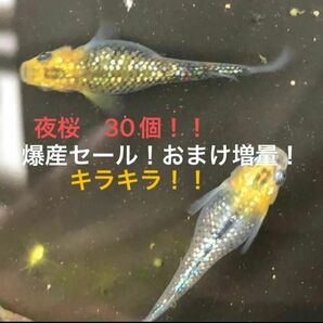 爆産セールにつきさらにおまけ増量します。夜桜メダカ卵　30個（25個プラス5個）　ラメラメ　画像は無加工です！！