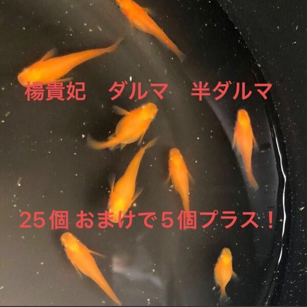 爆産セールにつきさらにおまけ増量　楊貴妃　ダルマ　半ダルマ　卵25個プラスで5個つけます。　合計　30個 画像は無加工です。