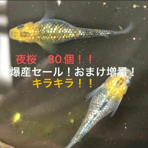 爆産セールにつきおまけ更に増量します。夜桜メダカ卵　30個（25個プラス5個）　ラメラメ　画像は無加工です！！