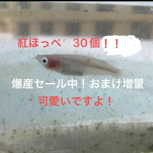 爆産セールにつきおまけ更に増量します。紅ほっぺ　卵30個（25個プラス5個）画像は無加工です。横見が可愛い紅ほっぺメダカ！