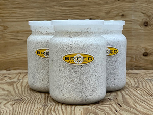 BREED《カンタケ》菌糸ビン　850ml　3本【２次発菌】（ブリード　菌糸瓶　菌床）希望本数購入可能