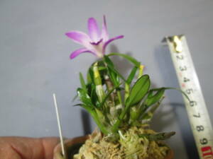 mo. круг луговые и горные травы длина сырой орхидея Dendrobium moniliforme столица .